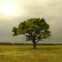© Алсу Нуркаева. Основы фотографии онлайн-курс