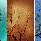 Автор: Виктория Мемус