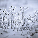 Автор: Елена Федулова