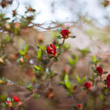 Автор: Елена+