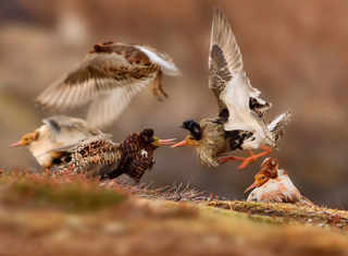 Ondřej Pelánek, First Prize: Young Wildlife Photographer