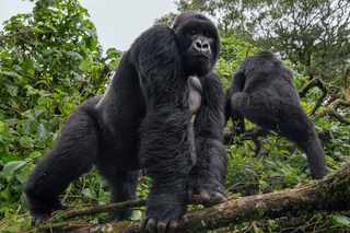 PHOTOGRAPH BY BRENT STIRTON