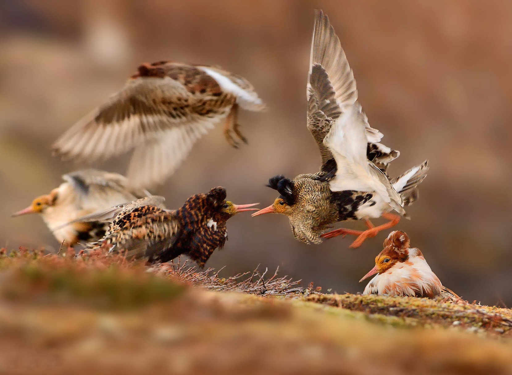 Ondřej Pelánek, First Prize: Young Wildlife Photographer